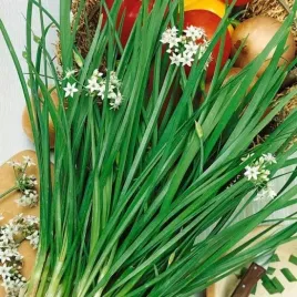 nasiona-szczypiorek-czosnkowy-1g-plantico-szczypior-wieloletni-424166