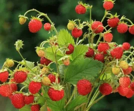 nasiona-poziomka-bezrozglogowa-02g-plantico-poziomki-regina-408753