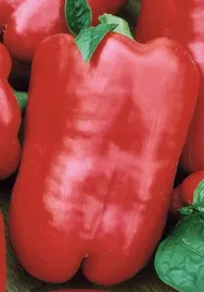 nasiona-papryka-slodka-kaskada-czerwona-05g-plantico-papryki-405813