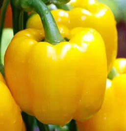 nasiona-papryka-slodka-calipso-zolta-05g-plantico-papryki-405851