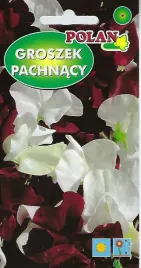 nasiona-kwiatow-groszek-pachnacy-night-and-day-2g-kwiaty-259002