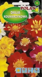 nasiona-kwiatow-dalia-zmienna-kolnierzykowa-colloratte-dandy-kwiaty-238045