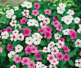 nasiona-kwiatow-barwinek-mieszanka-mix-02g-kwiaty-368001