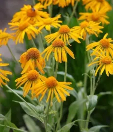 nasiona-kwiatow-dzielzan-hoopesii-hoopesa-zolty-1g-kwiaty-319010