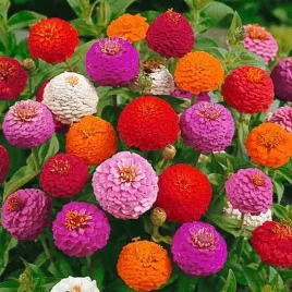 nasiona-kwiatow-cynia-daliowa-liliput-mieszanka-mix-12g-kwiaty-290111