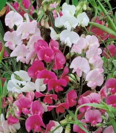 nasiona-kwiatow-groszek-pnacy-szerokolistny-mieszanka-mix-2g-kwiaty-325004