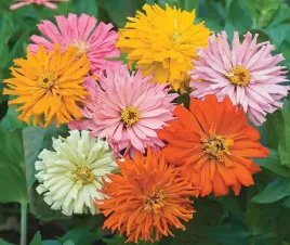 nasiona-kwiatow-cynia-wytworna-kaktusowa-mieszanka-mix-1g-kwiaty-290500