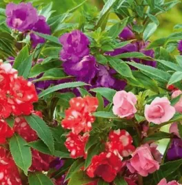 nasiona-kwiatow-niecierpek-balsamina-mieszanka-mix-2g-kwiaty-256018