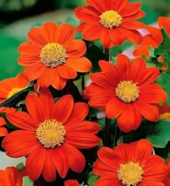 nasiona-kwiatow-titonia-pomaranczowa-wysoka-1g-kwiaty-400008