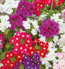 nasiona-werbena-ogrodowa-mieszanka-mix-05g-kwiaty-413405