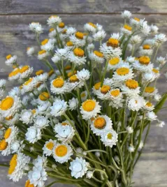 nasiona-zlociszek-wiekuistka-1g-kwiaty-410046