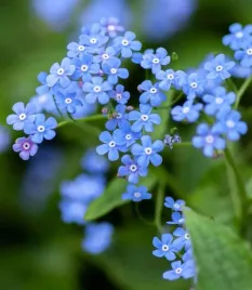 nasiona-niezapominajka-niebieska-05g-kwiaty-niezapominajki-422308