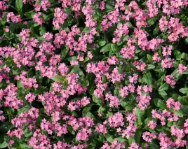 nasiona-niezapominajka-rozowa-05g-kwiaty-niezapominajki-422315