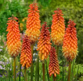 nasiona-trytoma-groniasta-02g-kwiaty-421752