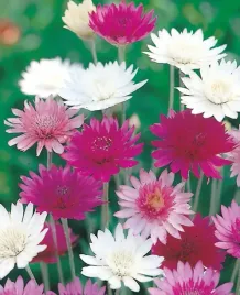 nasiona-suchokwiat-mieszanka-mix-1g-kwiaty-413894