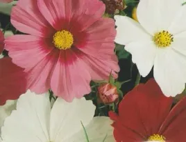 nasiona-onetek-kosmos-mieszanka-mix-2g-kwiaty-411067