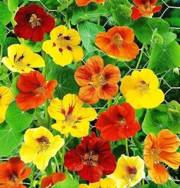 nasiona-nasturcja-karlowa-mieszanka-mix-niska-5g-kwiaty-413337