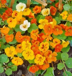 nasiona-nasturcja-pnaca-mieszanka-mix-5g-kwiaty-nasturcji-413320