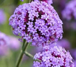 nasiona-werbena-ogrodowa-fioletowa-05g-kwiaty-413436