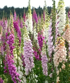 nasiona-naparstnica-purpurowa-mieszanka-mix-03g-kwiaty-421288