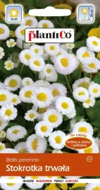nasiona-stokrotka-polpelna-trwala-biala-01g-kwiaty-stokrotki-420519