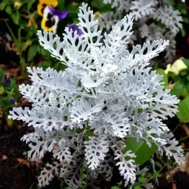 nasiona-kwiatow-starzec-mrozy-02g-kwiaty-412873