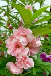 nasiona-kwiatow-niecierpek-balsamina-irma-rozowy-2g-kwiaty-256070