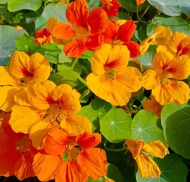 nasiona-kwiatow-nasturcja-pnaca-jewel-of-afrika-mieszanka-3g-kwiaty-413053