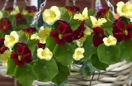 nasiona-kwiatow-nasturcja-karowa-night-and-day-2g-kwiaty-286053