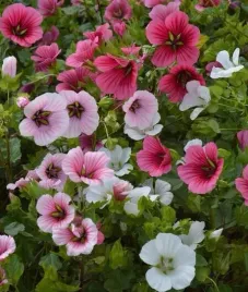 nasiona-kwiatow-malope-mieszanka-mix-2g-kwiaty-380003