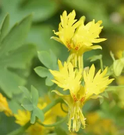 nasiona-kwiatow-nasturcja-kanaryjska-zolta-1g-kwiaty-414005