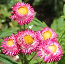 nasiona-kwiatow-kocanka-ogrodowa-niesmiertelnik-rozowy-1g-kwiaty-248204