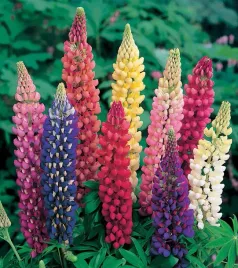 nasiona-kwiatow-lubin-trwaly-mieszanka-mix-2g-kwiaty-326018