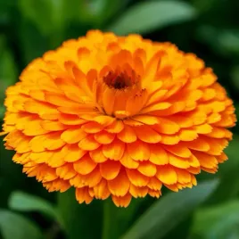 nasiona-kwiatow-nagietek-lekarski-niski-pomaranczowy-3g-kwiaty-211437