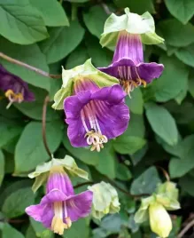 nasiona-kwiatow-kobbea-pnaca-fioletowa-03g-kwiaty-236010