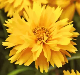 nasiona-kwiatow-nachylek-wielkokwiatowy-niski-pelny-01g-kwiaty-308052