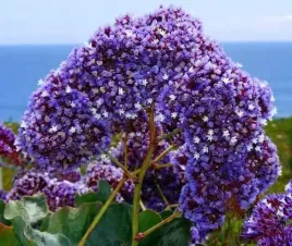 nasiona-zatrwian-wrebny-niebieski-02g-kwiaty-411852