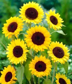 nasiona-slonecznik-ozdobny-pojedynczy-wysoki-zolty-2g-kwiaty-411555