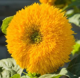 nasiona-slonecznik-ozdobny-niski-pelny-zolty-2g-kwiaty-411562