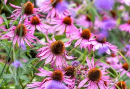 nasiona-rudbekia-purpurowa-05g-kwiaty-422605