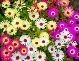 nasiona-przypoludnik-mieszanka-mix-05g-kwiaty-412361