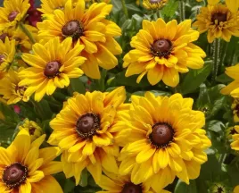 nasiona-rudbekia-dwubarwna-1g-kwiaty-412743