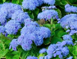 nasiona-zeniszek-meksykanski-mini-niebieski-025-g-kwiaty-410008