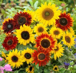 nasiona-slonecznik-ozdobny-wysoki-mieszanka-wysoka-mix-2g-kwiaty-411500