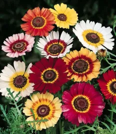 nasiona-zlocien-trojbarwny-mieszanka-mix-1g-kwiaty-410930