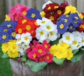 nasiona-pierwiosnek-wyniosly-mieszanka-mix-02g-kwiaty-422209