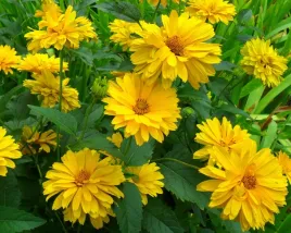 nasiona-sloneczniczek-szorstki-zoly-1g-kwiaty-421653