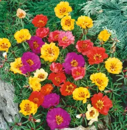 nasiona-portulaka-wielkokwiatowa-mieszanka-mix-05g-kwiaty-412675