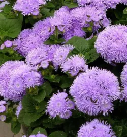 nasiona-zeniszek-meksykanski-tetra-blue-mink-fioletowy-025-g-kwiaty-410039