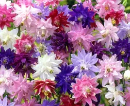 nasiona-orlik-pelny-trwaly-mieszanka-mix-05g-kwiaty-420281